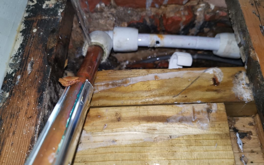 Rodent Repairs